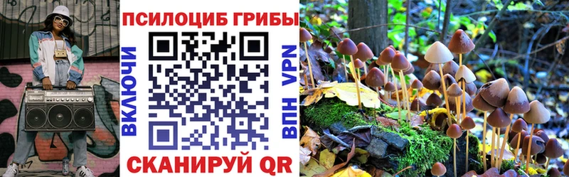 Галлюциногенные грибы Psilocybe  что такое   даркнет какой сайт  Пучеж 